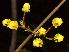 Tetrapterys mexicana