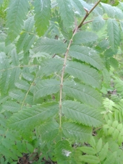 Sorbus aucuparia