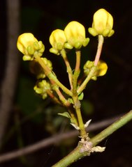 Tetrapterys mexicana