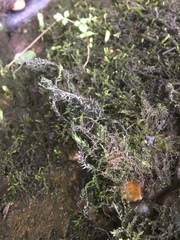 Cinclidotus fontinaloides