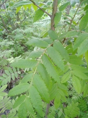 Sorbus aucuparia