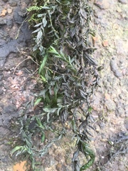 Cinclidotus fontinaloides