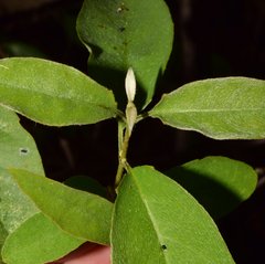 Tetrapterys mexicana