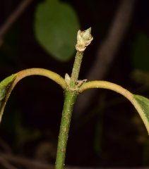 Tetrapterys mexicana