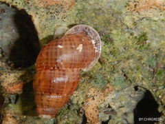 Annulariidae