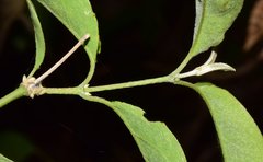 Tetrapterys mexicana