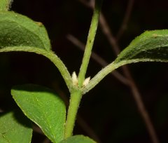 Tetrapterys mexicana