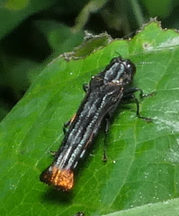 Agrilus pyrosurus