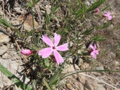 Phlox speciosa