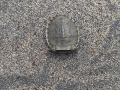 Trachemys grayi grayi