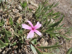 Phlox speciosa