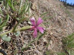 Phlox speciosa