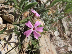 Phlox speciosa