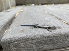Plestiodon fasciatus