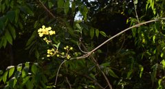 Tetrapterys mexicana