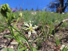 Toxicoscordion micranthum