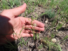 Toxicoscordion micranthum