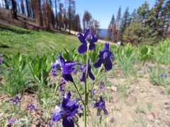 Delphinium decorum tracyi