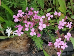 Saponaria ocymoides