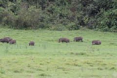 Phacochoerus africanus