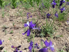 Delphinium decorum tracyi