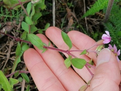 Saponaria ocymoides
