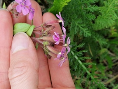 Saponaria ocymoides