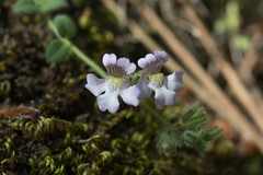 Chaenorhinum villosum