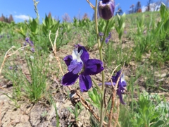 Delphinium decorum tracyi