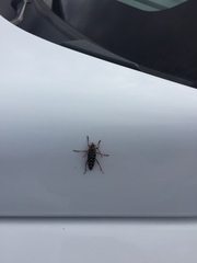 Placosternus crinicornis