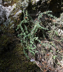 Chaenorhinum villosum