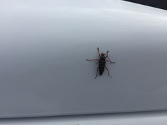 Placosternus crinicornis