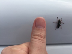 Placosternus crinicornis