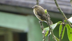 Sporophila nigricollis