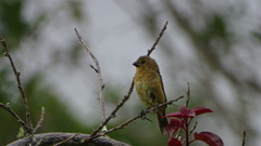 Sporophila minuta