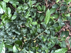 Ilex maximowicziana