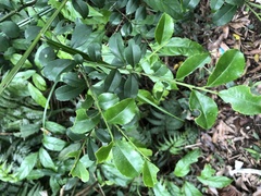 Ilex maximowicziana
