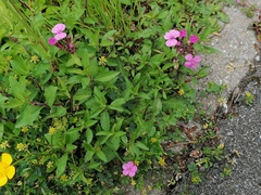 Saponaria ocymoides