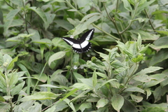 Papilio echerioides