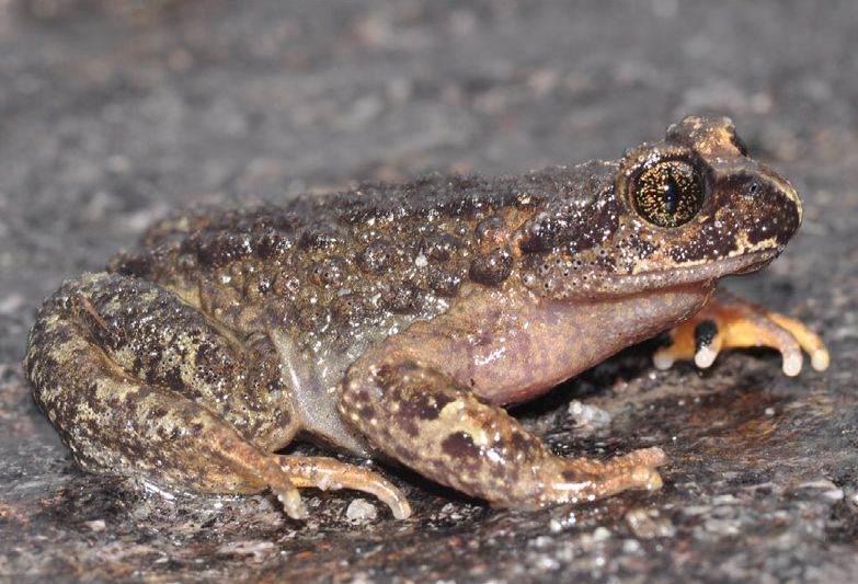 Blyth's Short-Limbed Frog