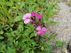 Saponaria ocymoides