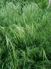 Bromus tectorum