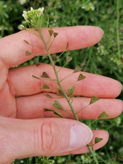Capsella bursa-pastoris