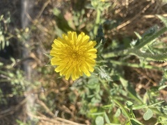 Helminthotheca echioides