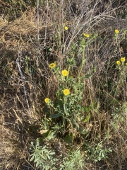 Helminthotheca echioides