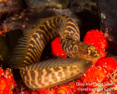 Snakelet photo 1
