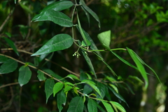 Gardneria multiflora