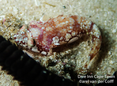 Apletodon pellegrini