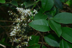 Ligustrum liukiuense