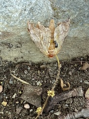 Nematocampa resistaria